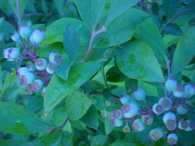 blueberry201205.JPG