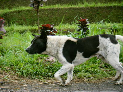 indonesia-animal-1.JPG