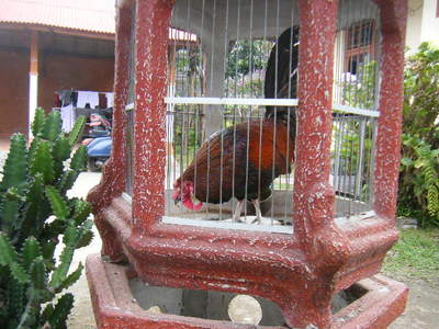 indonesia-animal-6.JPG