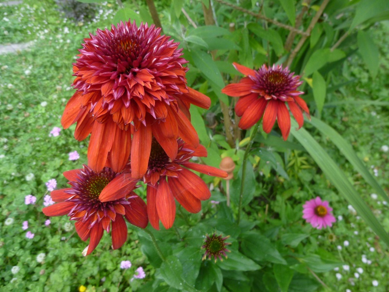 http://hungtime-times.com/hung_time_writers/entry_img/2016echinacea%20%281%29.JPG