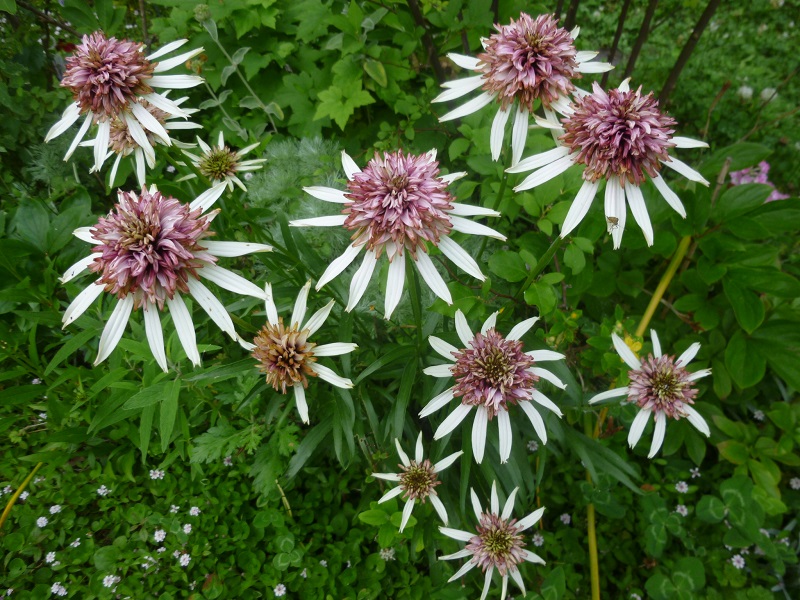 http://hungtime-times.com/hung_time_writers/entry_img/2016echinacea%20%283%29.JPG