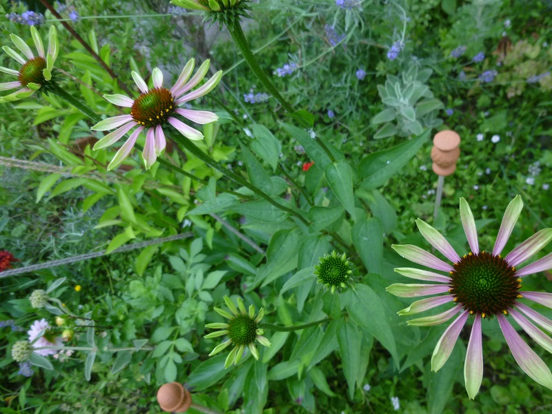 http://hungtime-times.com/hung_time_writers/entry_img/2016echinacea%20%287%29.JPG