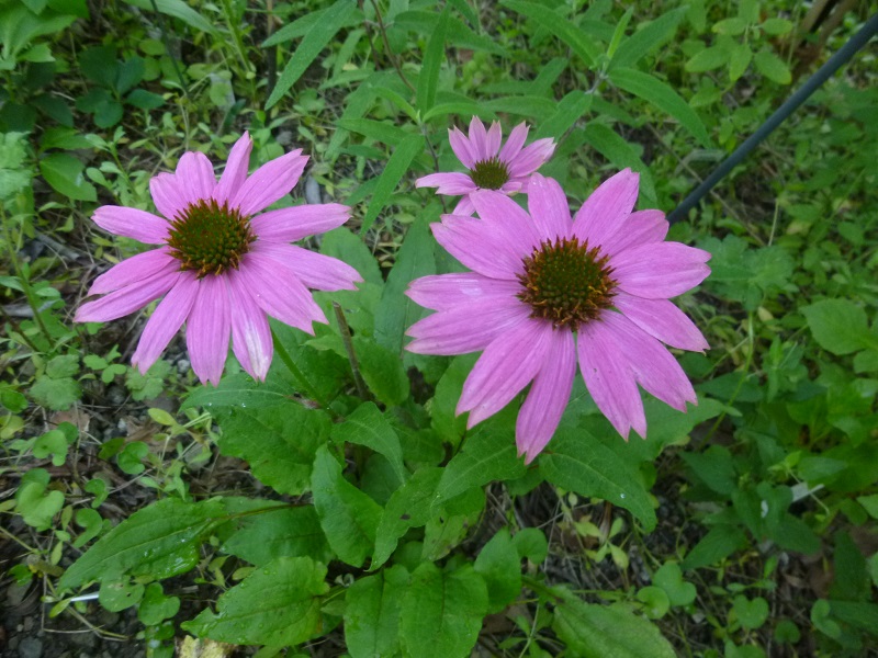 http://hungtime-times.com/hung_time_writers/entry_img/2016echinacea%20%288%29.JPG
