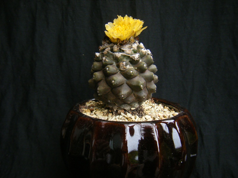 http://hungtime-times.com/hung_time_writers/entry_img/Copiapoa%20hypogaea%20%281%29.JPG
