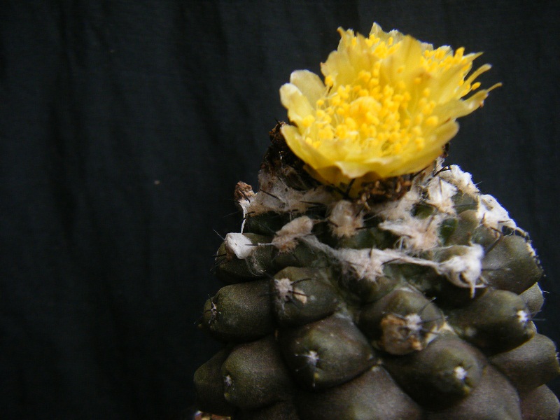 http://hungtime-times.com/hung_time_writers/entry_img/Copiapoa%20hypogaea%20%282%29.JPG