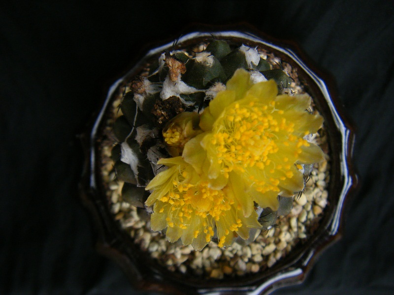 http://hungtime-times.com/hung_time_writers/entry_img/Copiapoa%20hypogaea%20%283%29.JPG