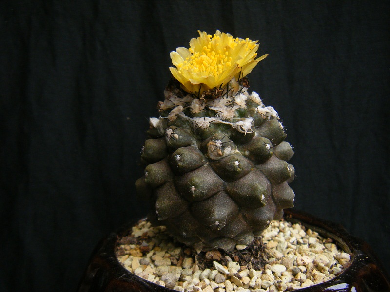 http://hungtime-times.com/hung_time_writers/entry_img/Copiapoa%20hypogaea%20%284%29.JPG