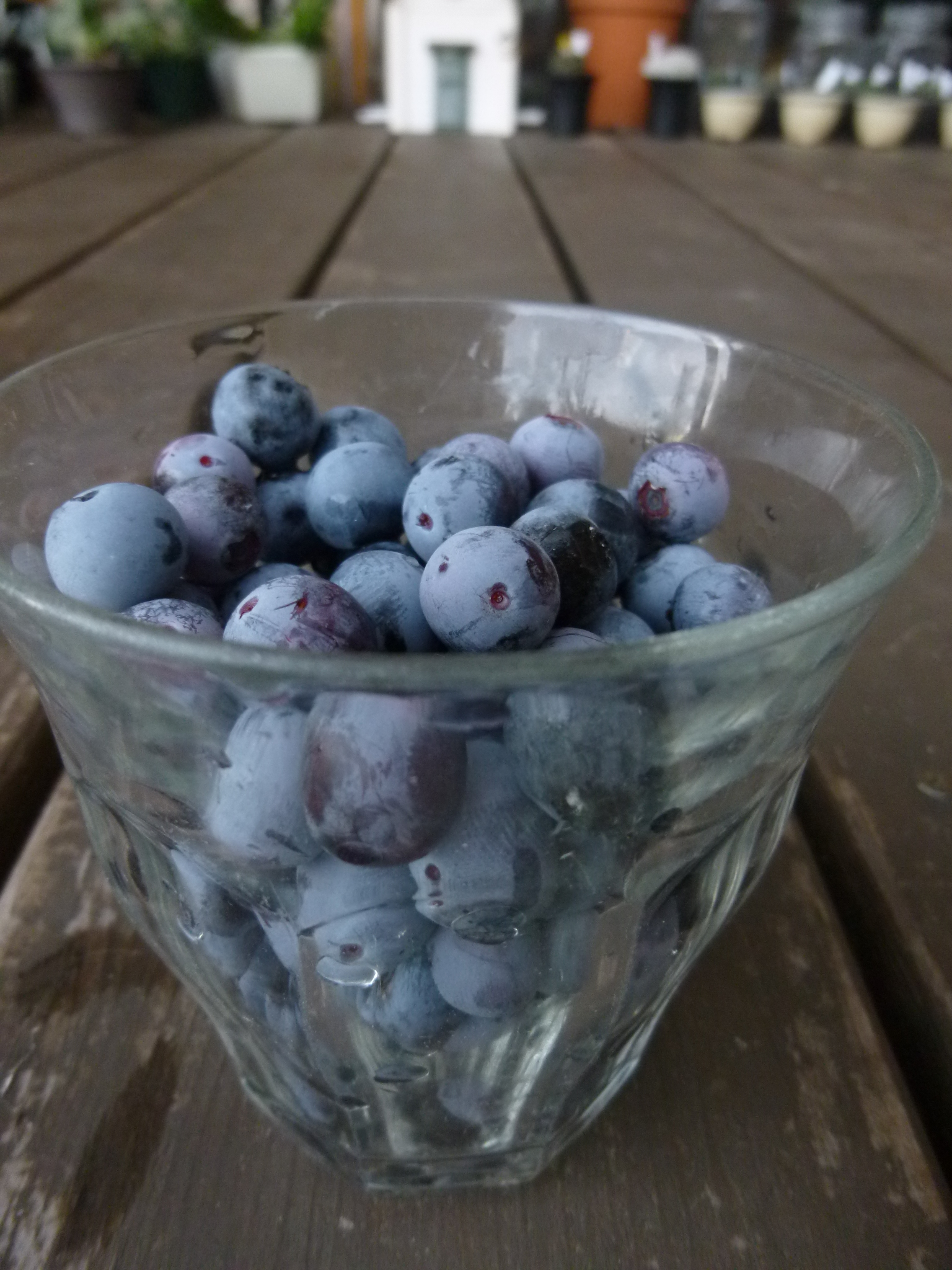http://hungtime-times.com/hung_time_writers/entry_img/blueberry2014.JPG