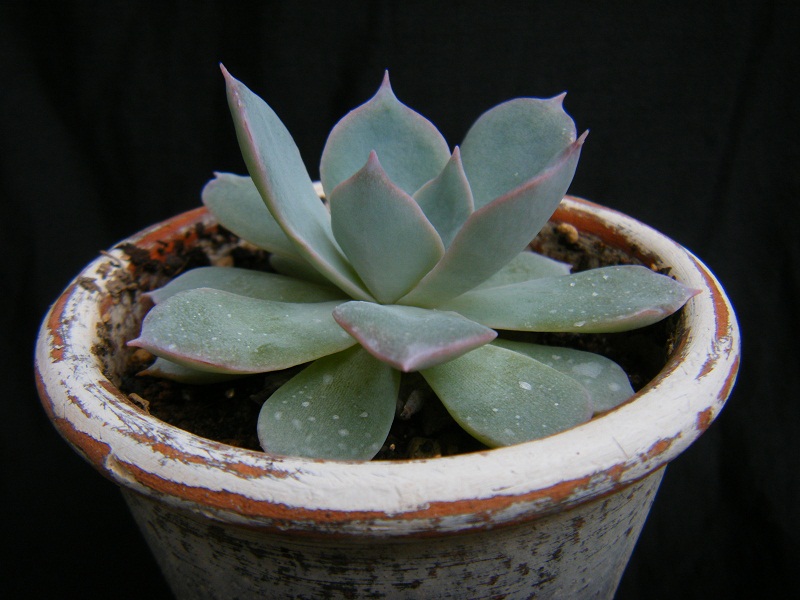 http://hungtime-times.com/hung_time_writers/entry_img/echeveria%20peacockii%20subsessilis%20%281%29.JPG