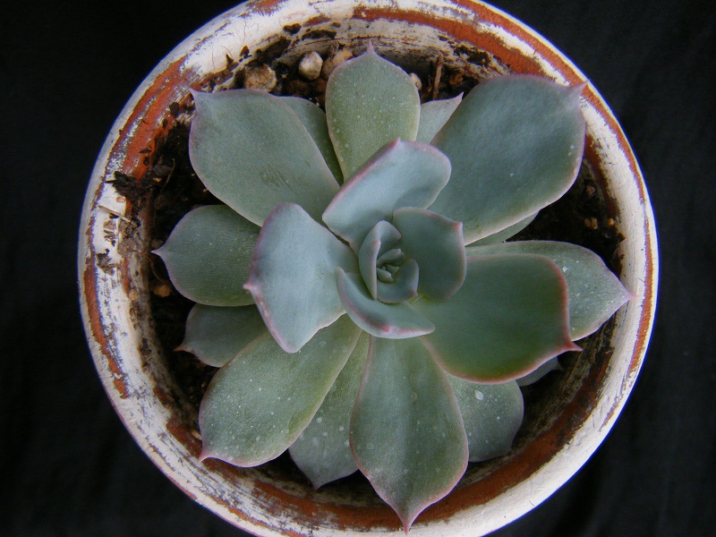 http://hungtime-times.com/hung_time_writers/entry_img/echeveria%20peacockii%20subsessilis%20%282%29.JPG