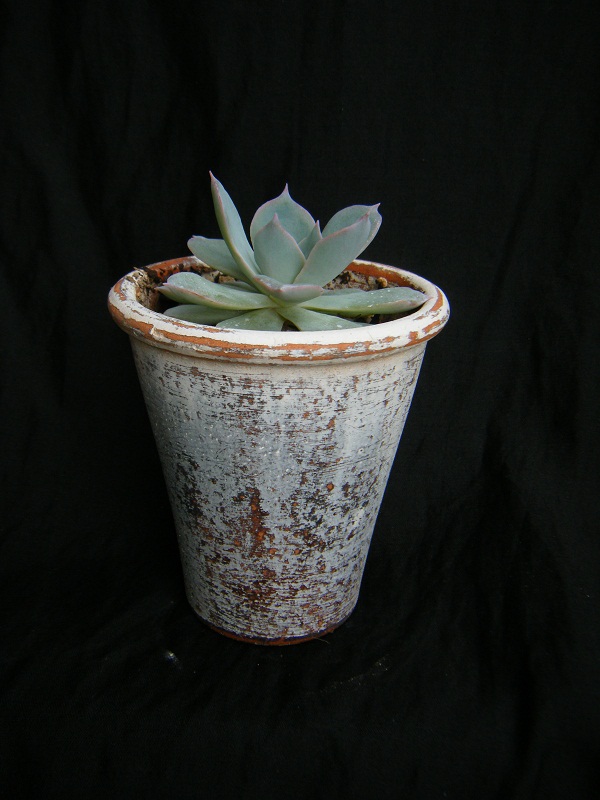 http://hungtime-times.com/hung_time_writers/entry_img/echeveria%20peacockii%20subsessilis%20%283%29.JPG