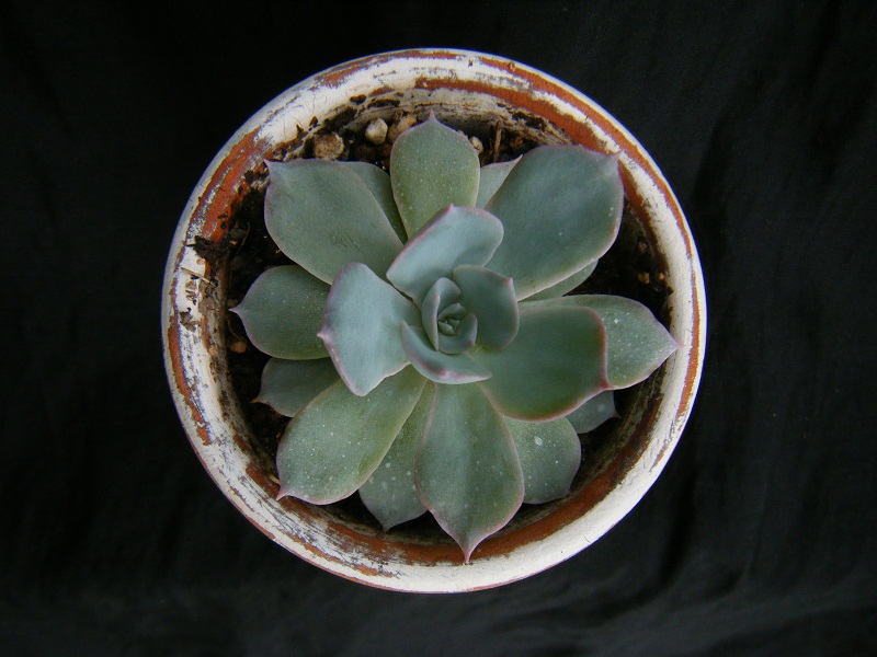 http://hungtime-times.com/hung_time_writers/entry_img/echeveria%20peacockii%20subsessilis%20%284%29.JPG