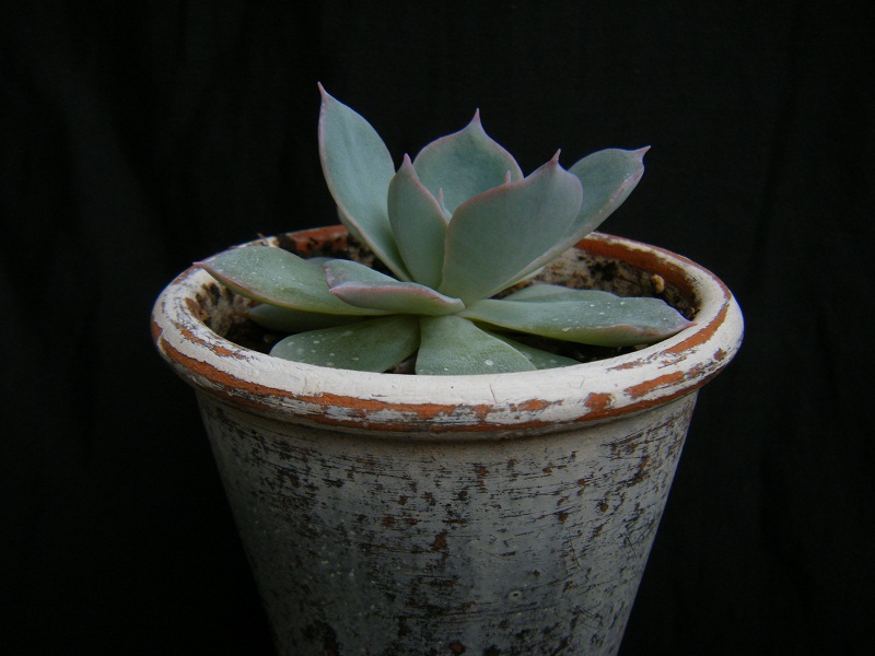 http://hungtime-times.com/hung_time_writers/entry_img/echeveria%20peacockii%20subsessilis%20%285%29.JPG