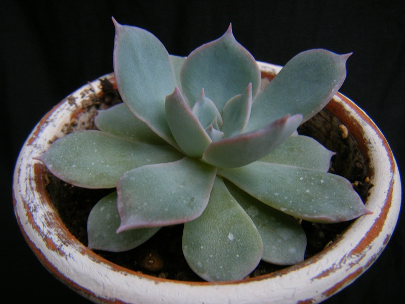 http://hungtime-times.com/hung_time_writers/entry_img/echeveria%20peacockii%20subsessilis%20%286%29.JPG