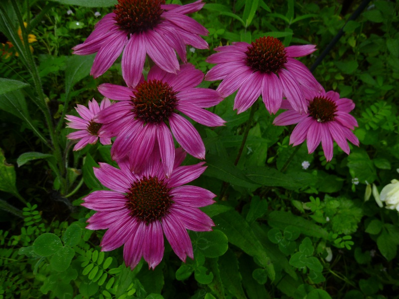 http://hungtime-times.com/hung_time_writers/entry_img/echinacea2015%20%281%29.JPG