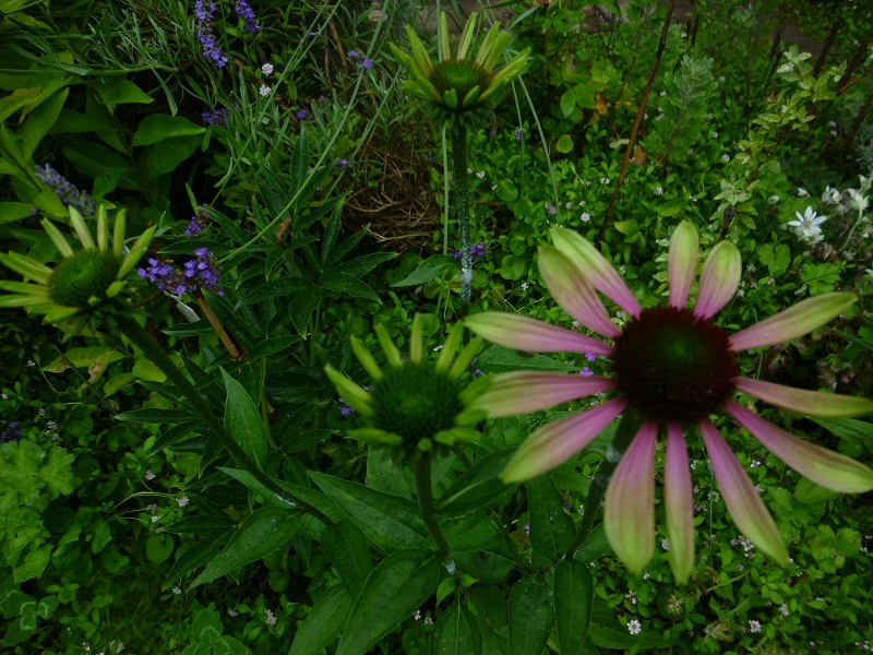 http://hungtime-times.com/hung_time_writers/entry_img/echinacea2015%20%282%29.JPG