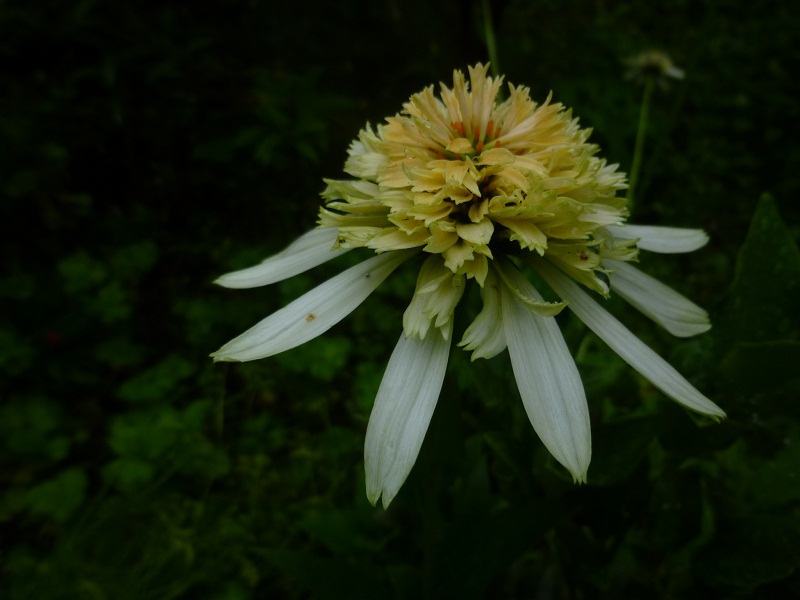 http://hungtime-times.com/hung_time_writers/entry_img/echinacea2015%20%283%29.JPG