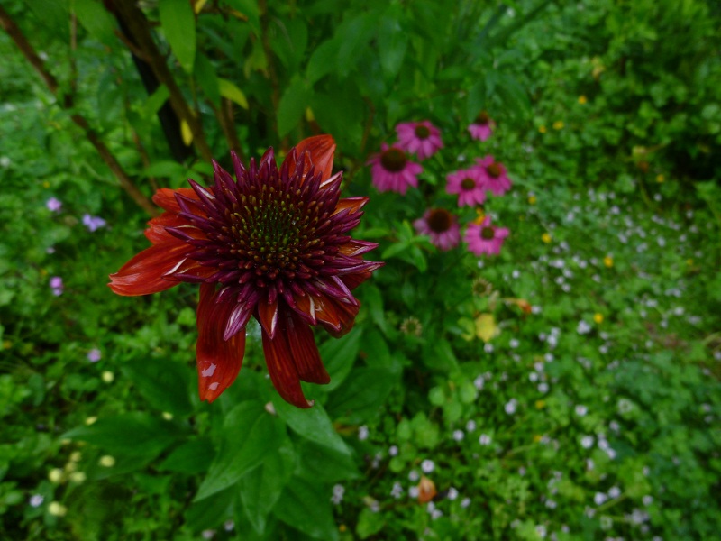 http://hungtime-times.com/hung_time_writers/entry_img/echinacea2015%20%284%29.JPG