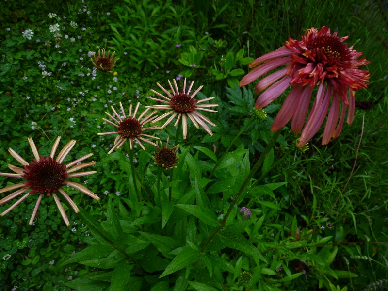 http://hungtime-times.com/hung_time_writers/entry_img/echinacea2015%20%285%29.JPG