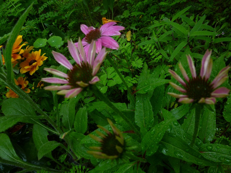 http://hungtime-times.com/hung_time_writers/entry_img/echinacea2015%20%286%29.JPG