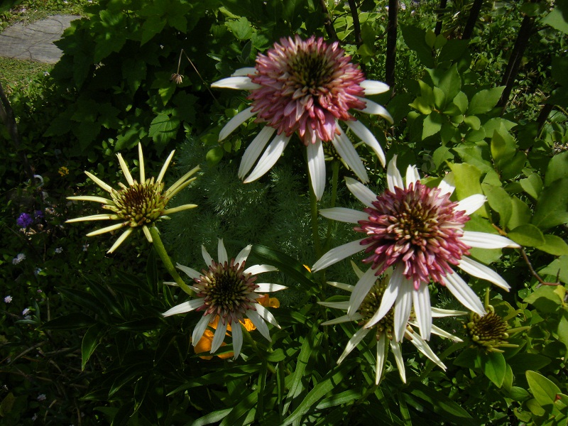 http://hungtime-times.com/hung_time_writers/entry_img/echinacea2015%20%287%29.JPG