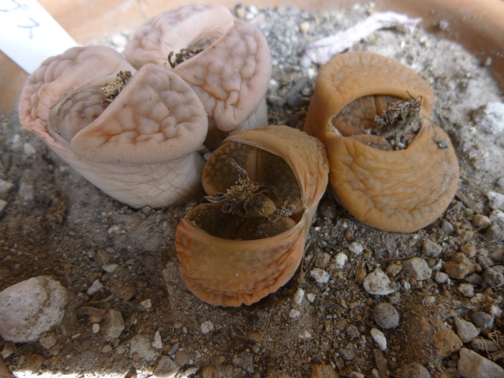 http://hungtime-times.com/hung_time_writers/entry_img/lithops1405%20%281%29.JPG