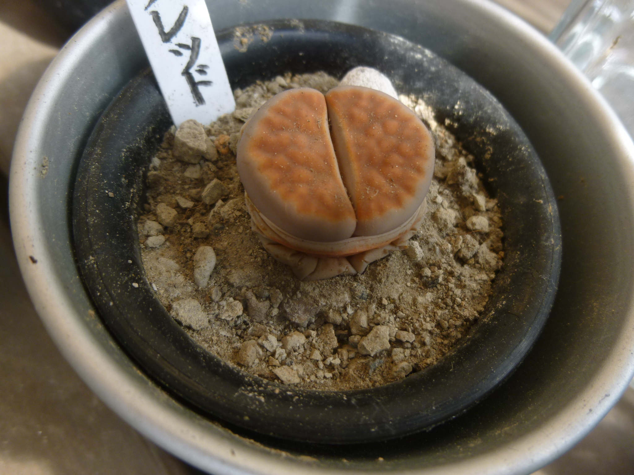 http://hungtime-times.com/hung_time_writers/entry_img/lithops1405%20%282%29.JPG
