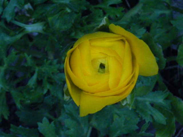 http://hungtime-times.com/hung_time_writers/entry_img/ranaunculus-1-13.JPG