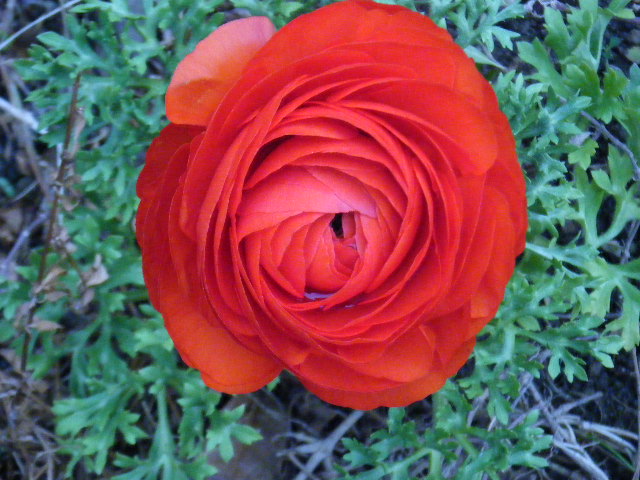 http://hungtime-times.com/hung_time_writers/entry_img/ranaunculus-3-13.JPG