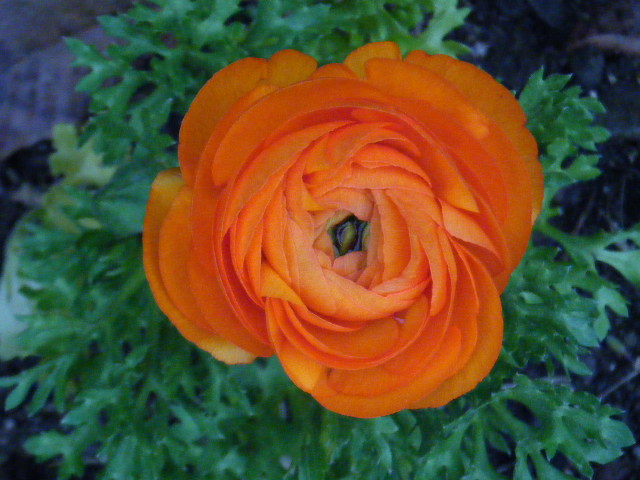 http://hungtime-times.com/hung_time_writers/entry_img/ranaunculus-4-13.JPG
